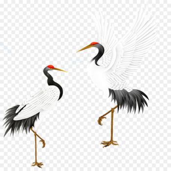Red-crowned crane Bird Grey crowned crane - White Crane Red-crowned crane Bird Grey crowned crane - White Crane