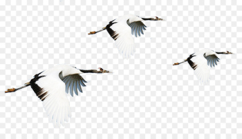 Red-crowned crane Bird Image Portable Network Graphics - crane 