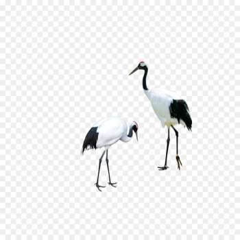 Red-crowned crane Bird Siberian crane - white crane Red-crowned crane Bird Siberian crane - white crane