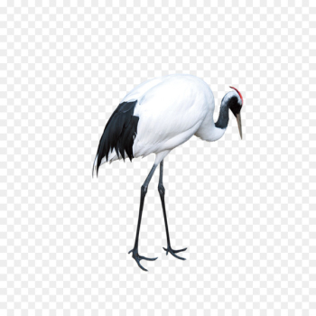 Red-crowned crane Download - Crane Red-crowned crane Download - Crane