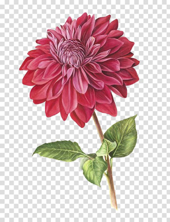 Red dahlia flower illustration, Botanical illustration Botany Drawing Dahlia pinnata Illustration, Watercolor flowers transparent background PNG clipart
