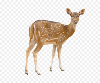Red deer Chital White-tailed deer Stock photography - Deer pictures 