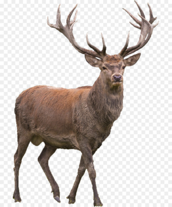 Red deer Elk Barasingha - deer Red deer Elk Barasingha - deer