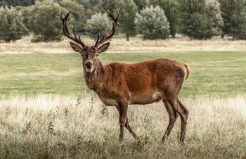Red Deer on a Grass Field