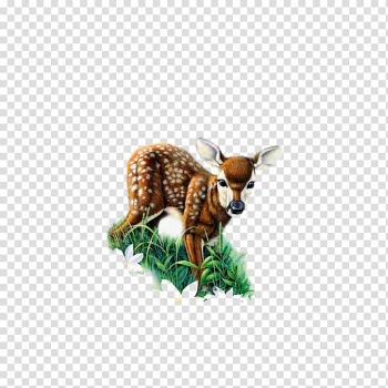 Red deer Roe deer , Deer transparent background PNG clipart Red deer Roe deer , Deer transparent background PNG clipart