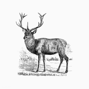 Red deer shade drawing | Free stock vector - 562273
