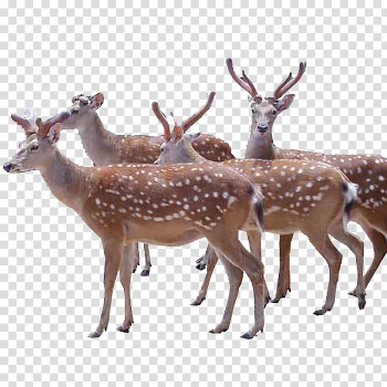 Red deer Sika deer Black swan Aquaculture, Deer transparent background PNG clipart