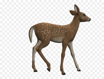 Red deer White-tailed deer Roe deer Clip art - deer Red deer White-tailed deer Roe deer Clip art - deer