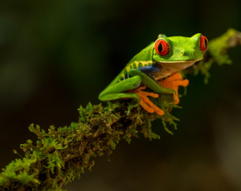 Red-eyed Tree Frog Red-eyed Tree Frog
