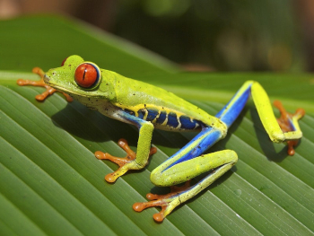 Red-eyed Tree Frog (Agalychnis callidryas), | Free Photo - rawpixel