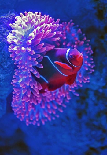 red fish beside pink coral red fish beside pink coral