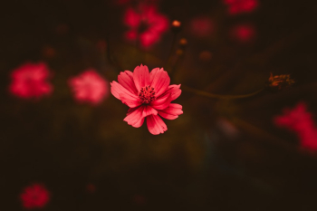 Red Flower Red Flower
