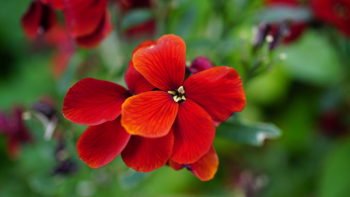 Red Flower Red Flower