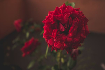 red flower red flower