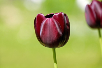 Red Flower Red Flower