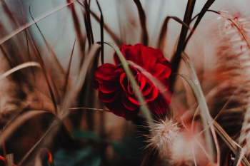 red flower red flower