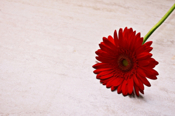 Red Flower Red Flower