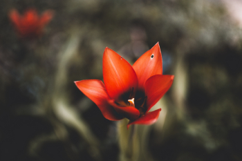 Red Flower Red Flower