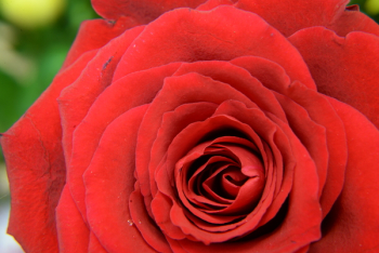 Red Flower Red Flower