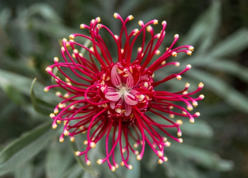 Red Flower Red Flower