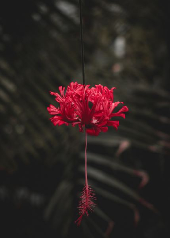 red flower red flower