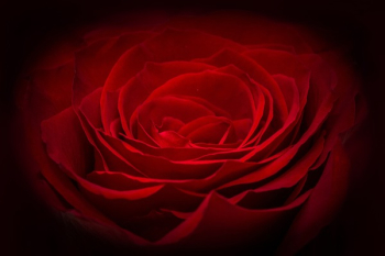 Red Flower Red Flower