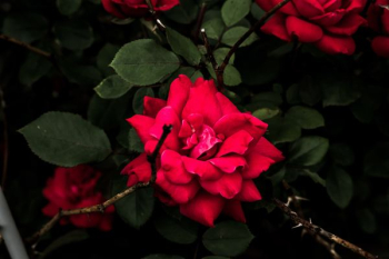 red flower red flower