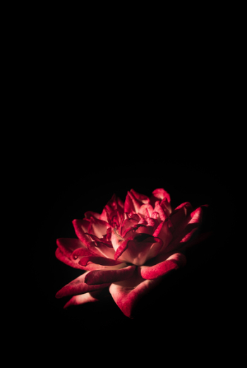 Red Flower Red Flower