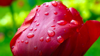 Red Flower Red Flower