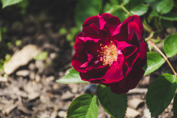 Red Flower Red Flower