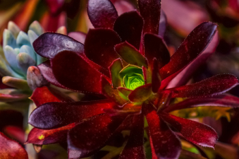 Red Flower Red Flower
