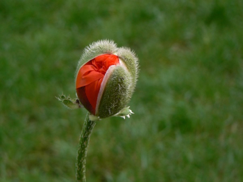 Red Flower Red Flower