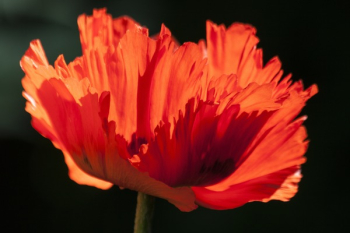 Red Flower Red Flower