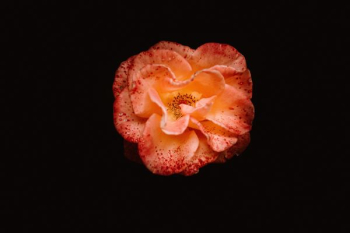 red flower red flower