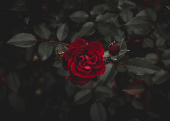 red flower red flower