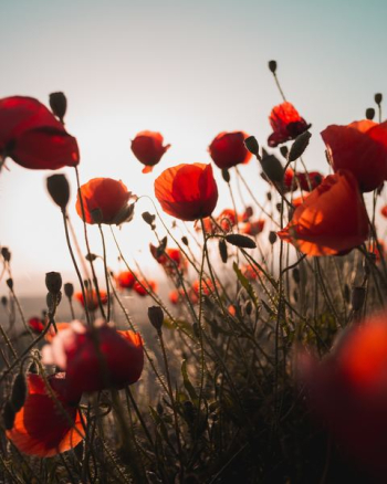 red flower red flower