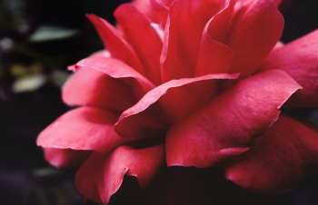 Red Flower Red Flower