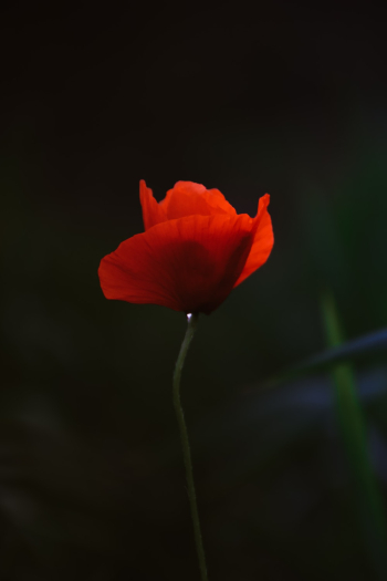 Red Flower Red Flower