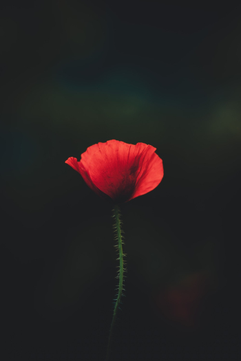 Red Flower Red Flower