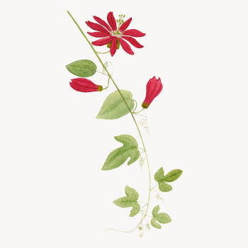 Red flower drawing, aesthetic vintage | Free Vector - rawpixel Red flower drawing, aesthetic vintage | Free Vector - rawpixel