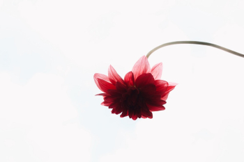 Red Flower Illustration Red Flower Illustration