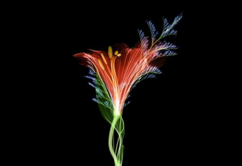 red flower illustration red flower illustration