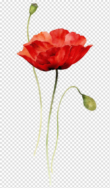 Red flower illustration, Poppies Watercolor painting Paper Drawing, Creative abstract flowers hand-painted flowers,Red Bouquet transparent background PNG clipart