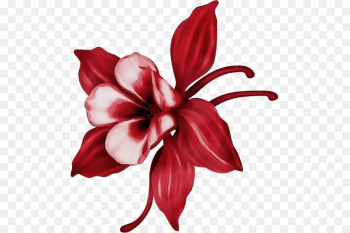 red flower petal plant flowering plant red flower petal plant flowering plant