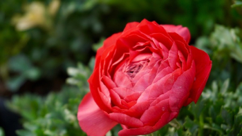 Red Flower Plant Red Flower Plant