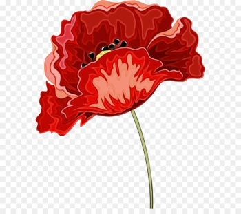 red flower plant carnation cut flowers