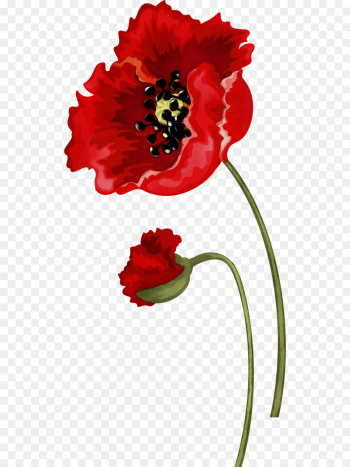 red flower plant petal corn poppy