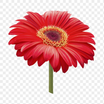 Red flower png, gerbera | Free PNG - rawpixel Red flower png, gerbera | Free PNG - rawpixel