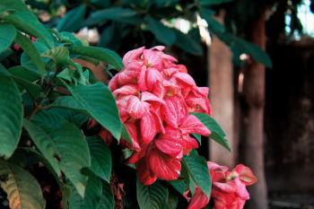 Red Flowering Green Plant at Garden Red Flowering Green Plant at Garden