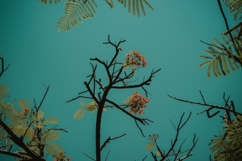 Red Flowering Tree Red Flowering Tree